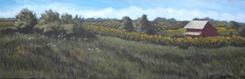 Sunflower Fields near Elk Rapids