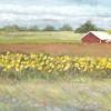 Sunflower Fields near Montague